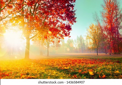 Autumn Landscape Fall Scene Trees Leaves Stock Photo 1436584907 ...