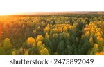 Autumn landscape in forest, backgound, texture. Forest in golden colors in autumn. Forest top view. Yellow leaves of trees and pines in a wild forest, aerial view. Fir trees in orange background. 
