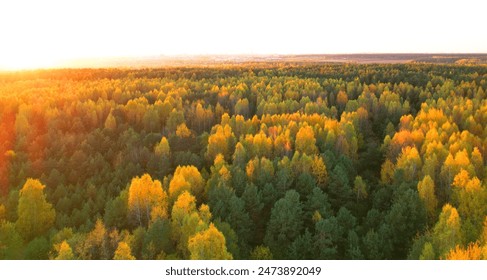 Autumn landscape in forest, backgound, texture. Forest in golden colors in autumn. Forest top view. Yellow leaves of trees and pines in a wild forest, aerial view. Fir trees in orange background. 
 - Powered by Shutterstock