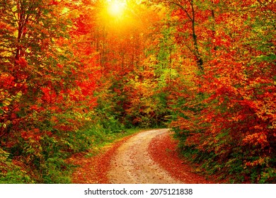 Autumn landscape in the forest. Footpath in the forest in autumn season. sunrise in the forest covered with autumn colors. autumn view in nature. Yedigoller national park, Bolu, Turkey. - Powered by Shutterstock