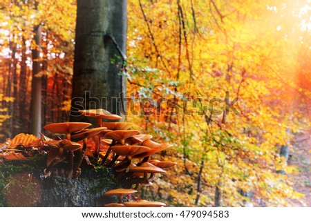 Autumn landscape with forest mushrooms. Nature background