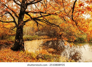 Autumn landscape. Autumn forest trees near the river. Autumn cloudy landscape of old autumn oak tree near the pond in cloudy weather - Powered by Shutterstock