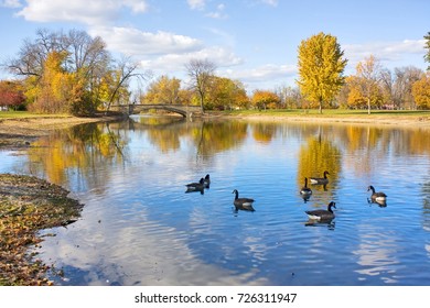 Autumn Landscape With A Group Of Canadian Geese On A Pond. Cloudy Blue Sky, Yellow Colored Fall Trees And A Bridge Reflect In A Water In The Tenney City Park. Madison, Wisconsin, Midwest USA. 