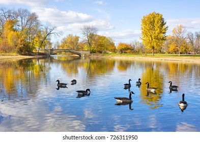 Autumn Landscape With A Group Of Canadian Geese On A Pond. Cloudy Blue Sky, Yellow Colored Fall Trees And A Bridge Reflect In A Water In The Tenney City Park. Madison, Wisconsin, Midwest USA. 