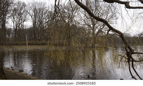 An autumn landscape of a lake sorrounded by trees and branches, with lots of ducks, on a cloudy day.  - Powered by Shutterstock