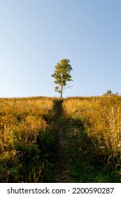 Autumn Landscape. A Lonely Birch Tree In An Autumn Meadow. A Path Going Into The Horizon.