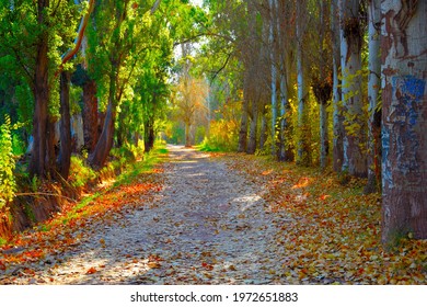 Autumn Landscape In Mendoza. General San Martín Park