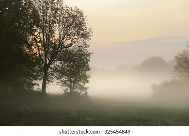 Autumn Landscape Misty Dawn In A Glade Oak Grove