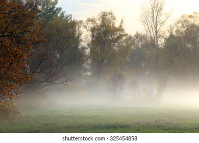 Autumn Landscape Misty Dawn In A Glade Oak Grove