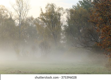 Autumn Landscape Misty Dawn In A Glade Oak Grove