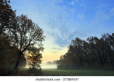 Autumn Landscape Misty Dawn In A Glade Oak Grove