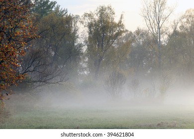 Autumn Landscape Misty Dawn In A Glade Oak Grove