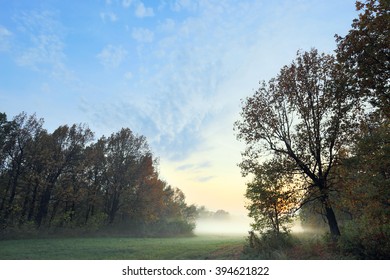 Autumn Landscape Misty Dawn In A Glade Oak Grove