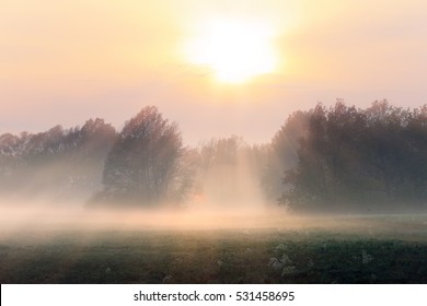 Autumn Landscape Misty Dawn In A Glade Oak Grove