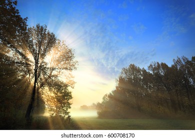 Autumn Landscape Misty Dawn In A Glade Oak Grove