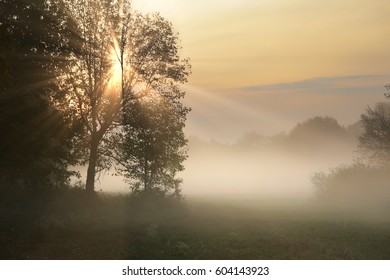 Autumn Landscape Misty Dawn In A Glade Oak Grove