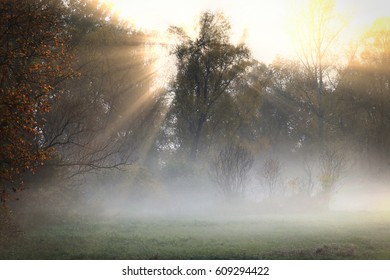 Autumn Landscape Misty Dawn In A Glade Oak Grove