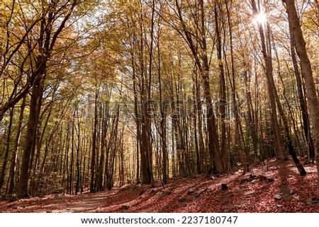 Autumn landscape in Montseny mountain