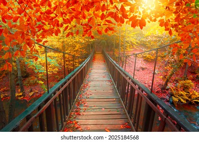 Autumn landscape in nature. Autumn colors in the forest. autumn view with wooden bridge over stream in deep forest in autumn season.
