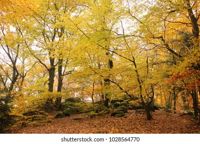Autumn landscape, Odenwald, Germany