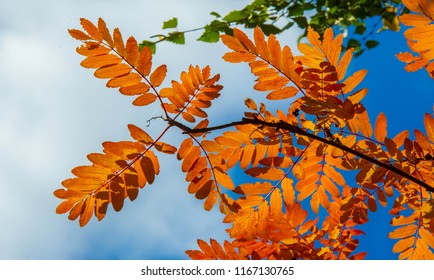Autumn landscape photography, mountain ash in full beauty, illuminated by the colors of autumn. A tree with fruits in the form of a bunch of orange-red berries, as well as the most berries