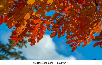 Mountain Ash Images Stock Photos Vectors Shutterstock