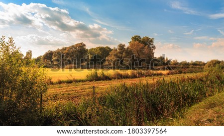 Autumn landscape with reeds, grassland and trees in the background in beautiful light under blue sky with some white clouds. Bourgoyen-Ossemeersen, Ghent, Flanders, Belgium