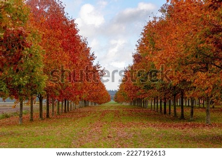 Autumn landscape of a row of Quercus palustris tree with multicolour red, yellow and orange leaves on the green grass field, The pin oak or swamp Spanish oak is a genus of Quercus, Nature background.
