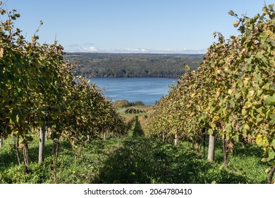 Autumn Landscape Of Seneca Lake And Vineyard In The Heart Of The Finger Lakes Wine Country, New York