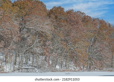 Autumn Landscape Of Snow Flocked Forest At Warner Lake, Michigan, USA