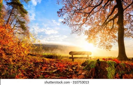 Autumn landscape with the sun warmly illumining a bench under a tree, lots of gold leaves and blue sky