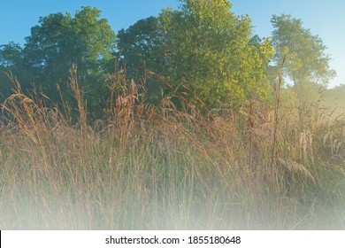 Autumn Landscape At Sunrise Of Tall Grass Prairie In Fog, Michigan, USA