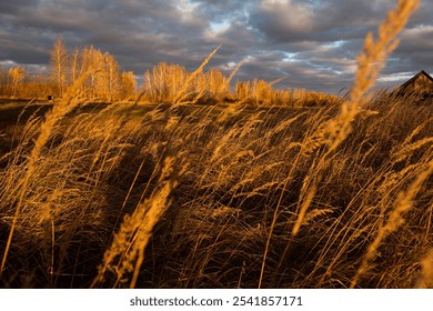 autumn landscape in sunset sunlight and dramatic sky. Field with wild grasses at sunset - Powered by Shutterstock