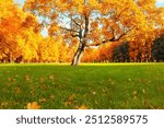 Autumn landscape. Autumn tree with bright golden foliage in sunny autumn park lit by sunlight, autumn landscape scene