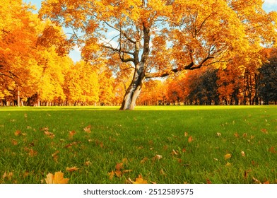 Autumn landscape. Autumn tree with bright golden foliage in sunny autumn park lit by sunlight, autumn landscape scene - Powered by Shutterstock