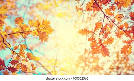 Autumn landscape. Autumn tree leaves sky background.