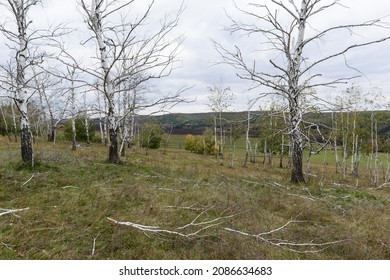 Autumn landscape with a view of a birch grove. Withered trees on the background of the valley and the forest on the hill. Cloudy weather. Fallen birch branches on the ground. Russia, Saratov region