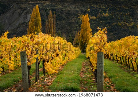 Autumn landscape view of yellow vineyard rows with the trees, Otago region, South Island of New Zealand 