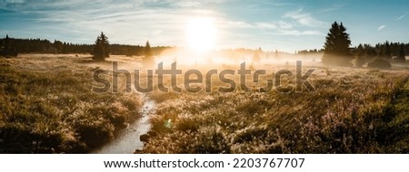 AUTUMN LANDSCAPE WITH WATER STREAM, GRASS, GREEN TRESS AND SUN SET LIGHT, BEAUTY OF NATURE