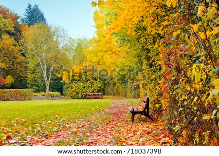 Autumn landscape with wooden bench under bright sunlight in autumn forest.