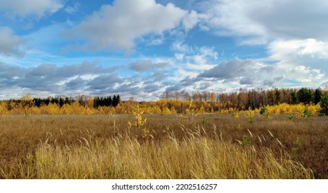 Autumn landscape. Yellow grassy meadow, birch forest and blue sky with clouds. Scenic cloudscape.
