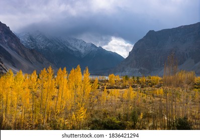 autumn landscape with yellow trees and mountains
 of hunza , gilgit Baltistan   - Shutterstock ID 1836421294
