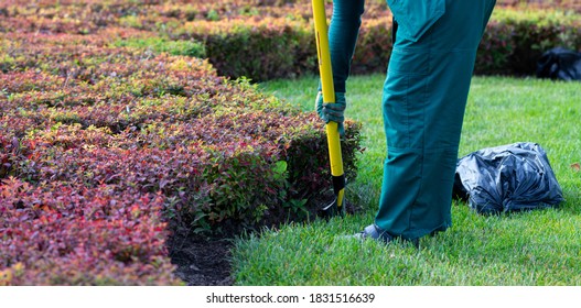 Autumn Landscaping Work In The Park. The Gardener Takes Care Of The Plants. Seasonal Gardening, Landscape Design.