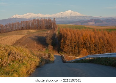 Autumn Larch Forest And Snowy Mountains
