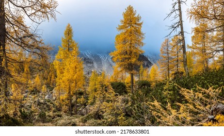 Autumn Larch Trees Majestic Panorama - Trail On Slemenova Spica Julian Alps Slovenia