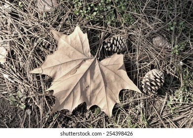 autumn leaf