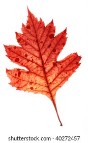 Autumn leaf
