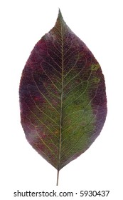 autumn leaf