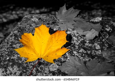 Autumn leaf