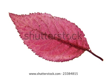 Similar – Image, Stock Photo Discoloration in autumn of the leaves of wild vine